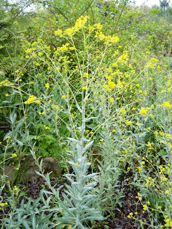 Annexe isatis-tinctoria.jpg