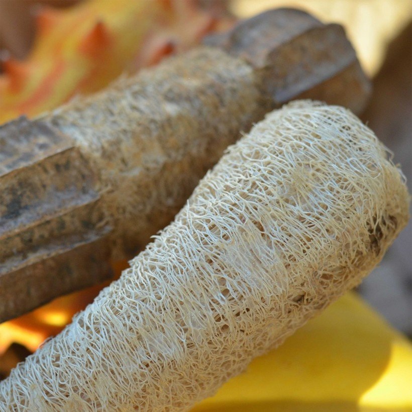 Annexe Eponge végétale.jpg