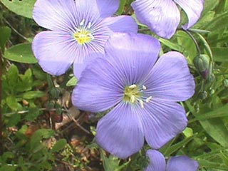 Annexe lin-fleurs2.jpg