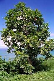 Annexe arbre à pain.jfif