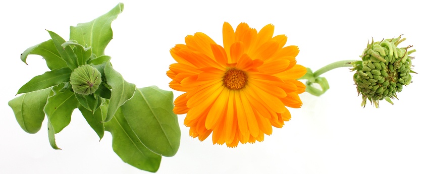 Annexe Calendula-Flower-1.jpg