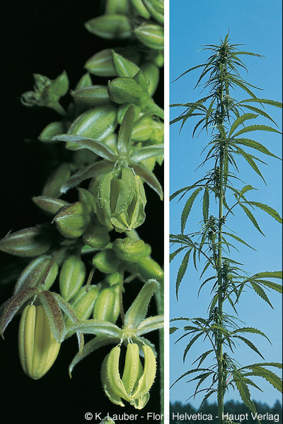 Annexe Cannabis Sativa L. (chanvre).jpg