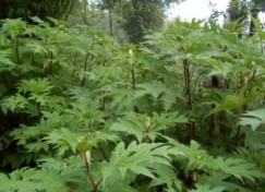 Annexe ortie énorme.jpg