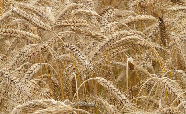 Annexe seigle-162543.jpg