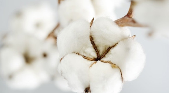 Annexe cotonnier.jpg