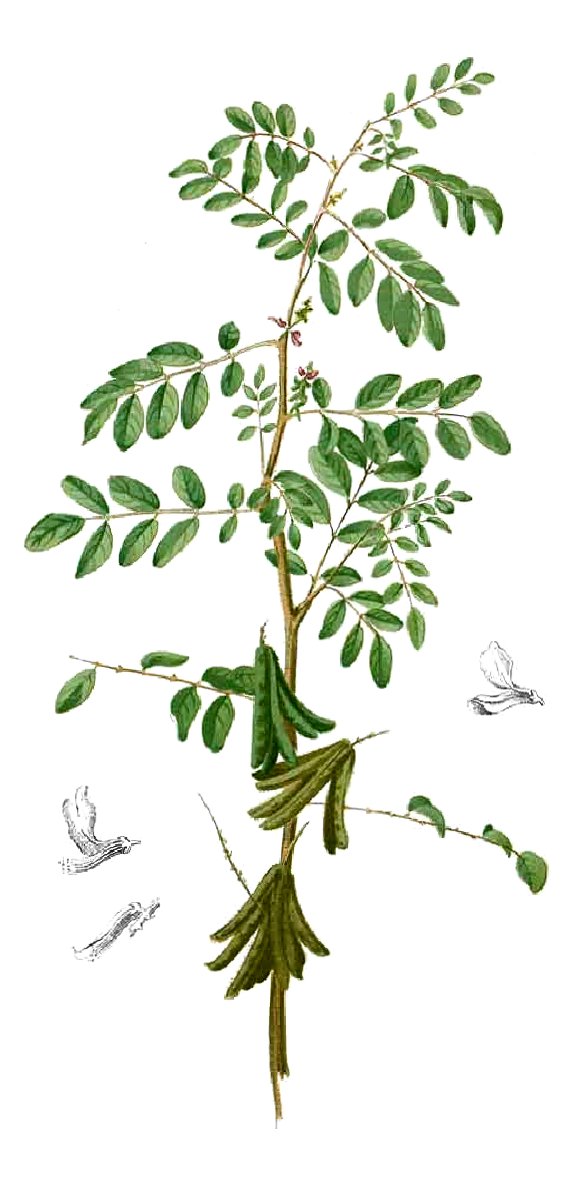 Annexe Indigofera_tinctoria_Blanco1.163-cropped.jpg