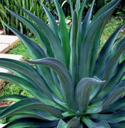 Annexe A111 Agave Sisalana V Amata - Flickr - Juan Ignacio 1976.jpg