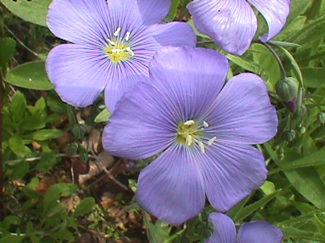 Annexe Linum usitatissimum.jpg