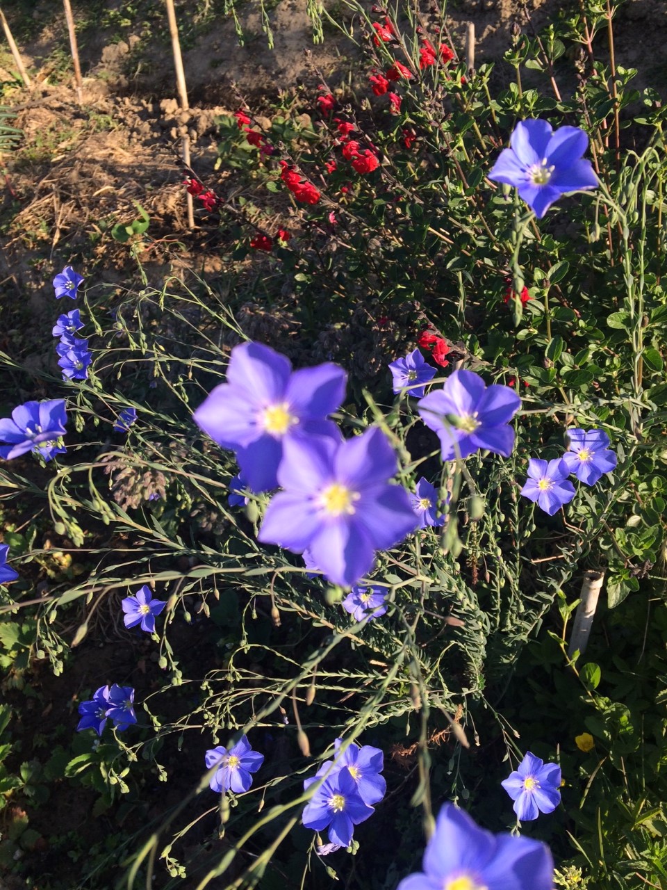 Annexe Lin en fleur-24avril20.jpg