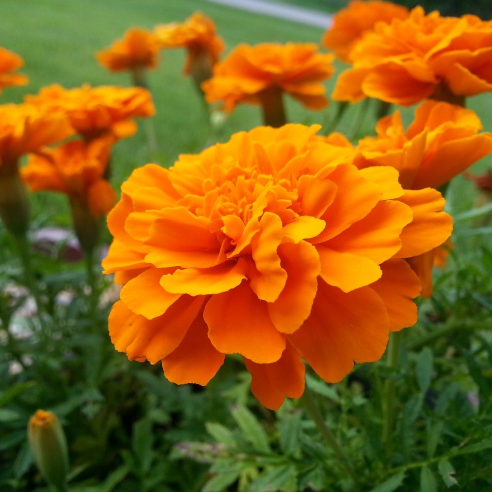 Annexe 42418-oeillet-dinde-orange-double-2.jpg