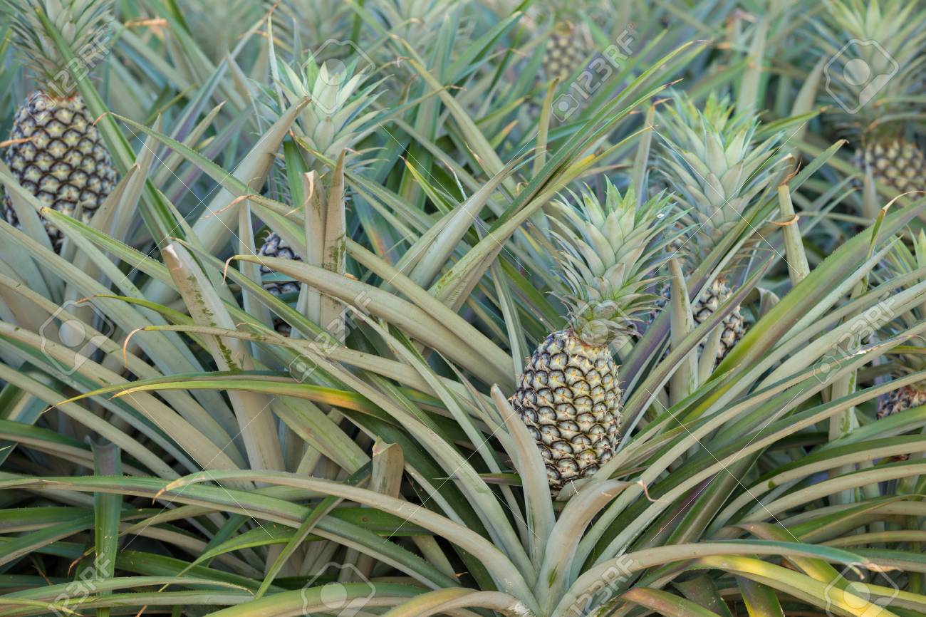 Annexe ananas.jpg