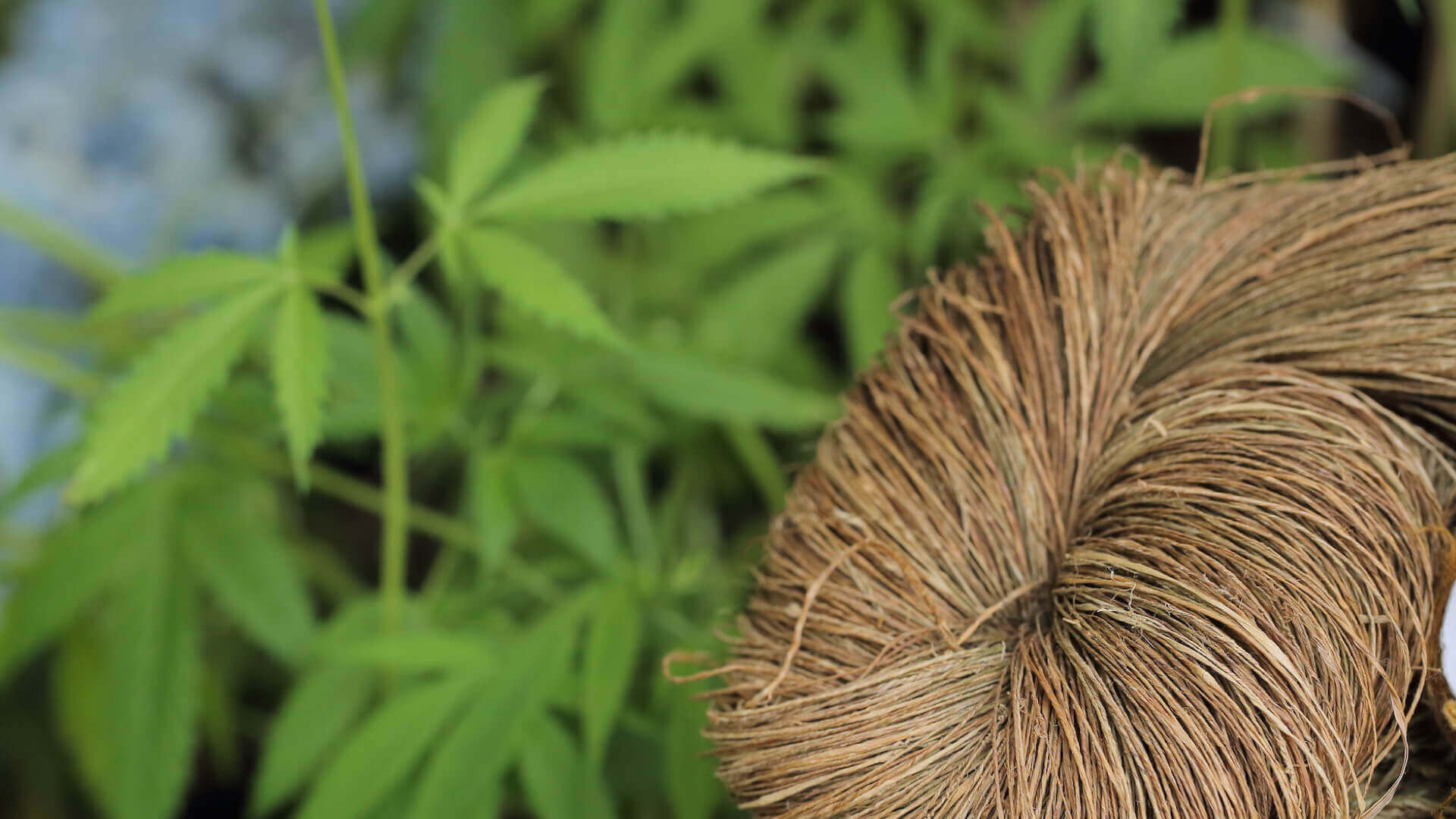 Annexe Group-2-2.jpg