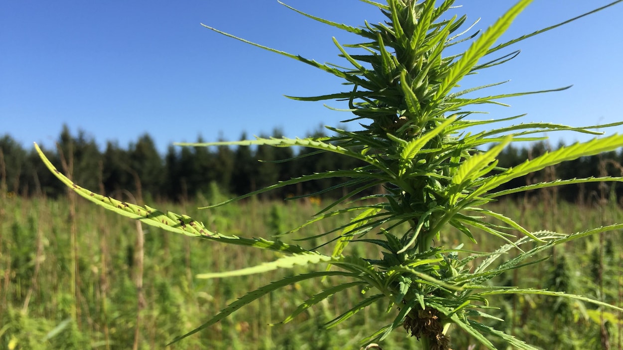 Annexe chanvre-2.JPG