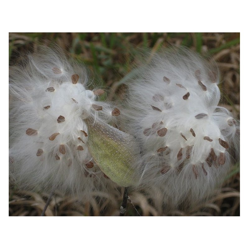 Annexe asclepias.jpg