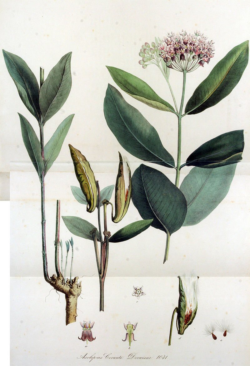 Annexe Asclepias_cornuti_—_Flora_Batava_—_Volume_v13.jpg