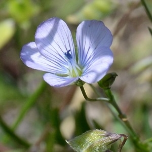 Annexe linum usitatissinum.jpg