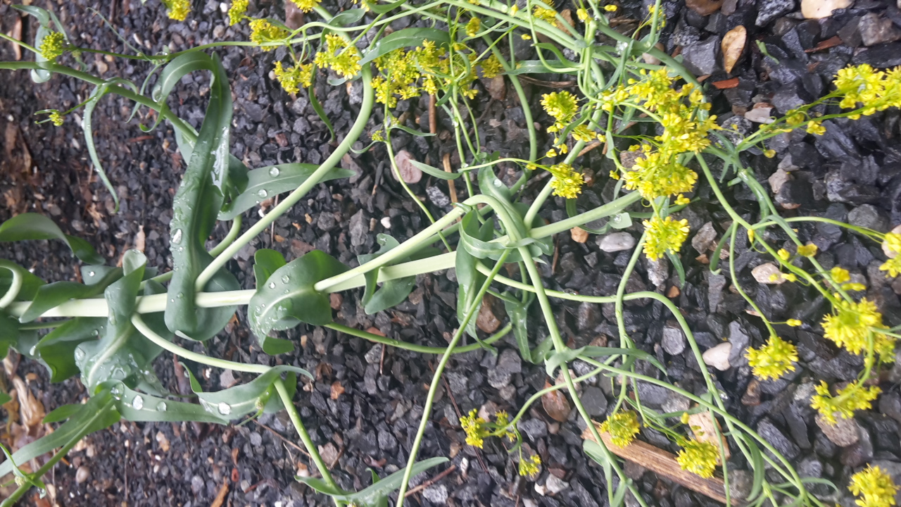 Annexe 20200421_165602.jpg