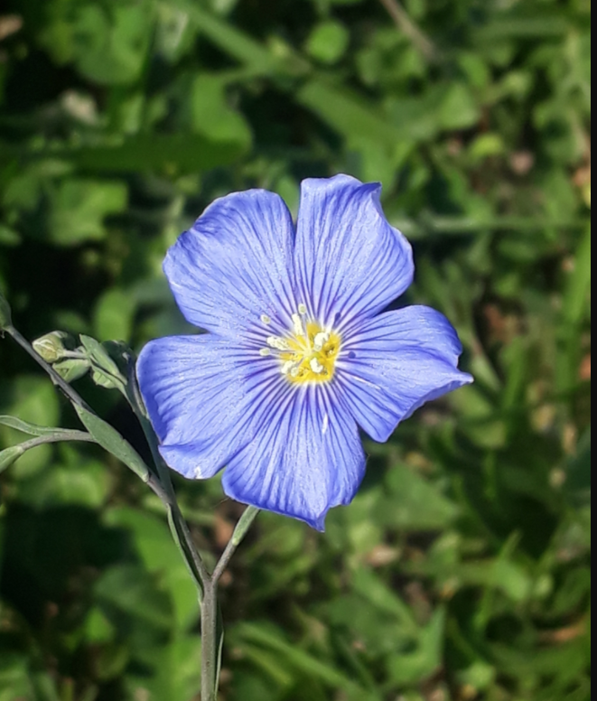 Annexe Fleur de lin .png