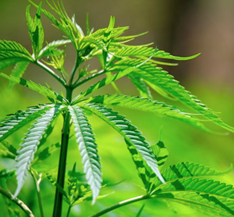 Annexe Capture d’écran 2020-04-28 à 16.27.19.png