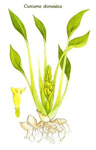 Annexe Curcuma-domestica.jpg