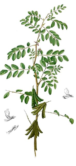 Annexe Capture d’écran 2020-04-29 à 17.50.43.png