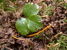 Annexe coptide 3.JPG