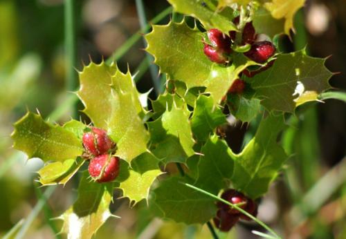 Annexe galle_plagiotroc3.jpg