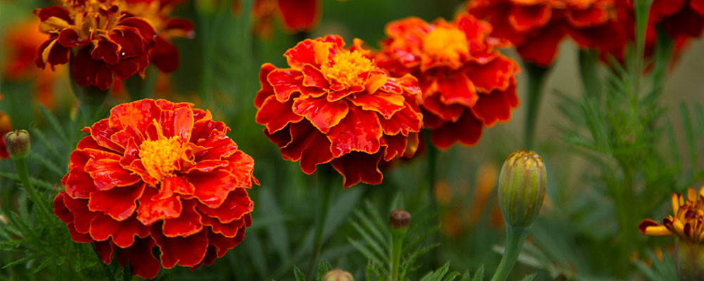 Annexe httpscdn.myphytopartner.comsitesdefaultfilesstylesbodybreakpoints_theme_arkopharma_desktop_1xpublicteaser-oeillet.jpg?itok=SmEbkxFktimestamp=1528730744