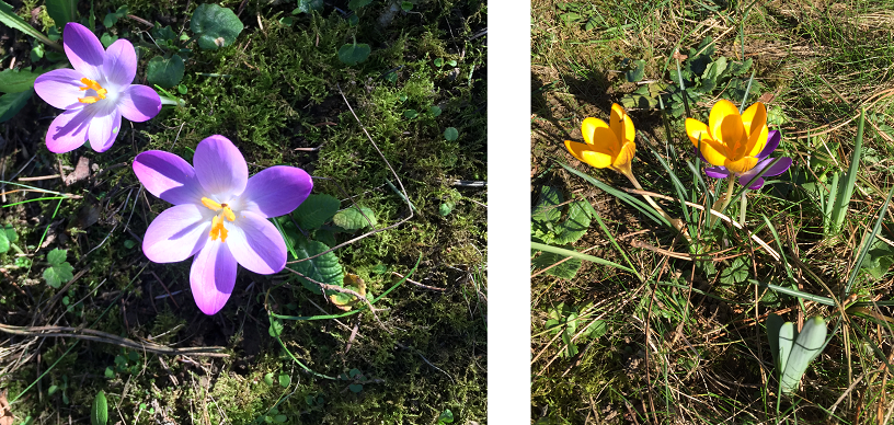 Annexe crocussativus.png