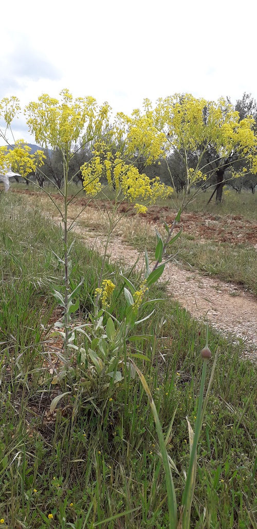 Annexe pastel des teinturiers.jpg