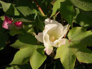 Annexe coton-fleur2.jpg