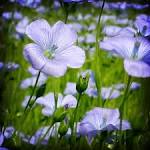 Annexe téléchargement.jpeg