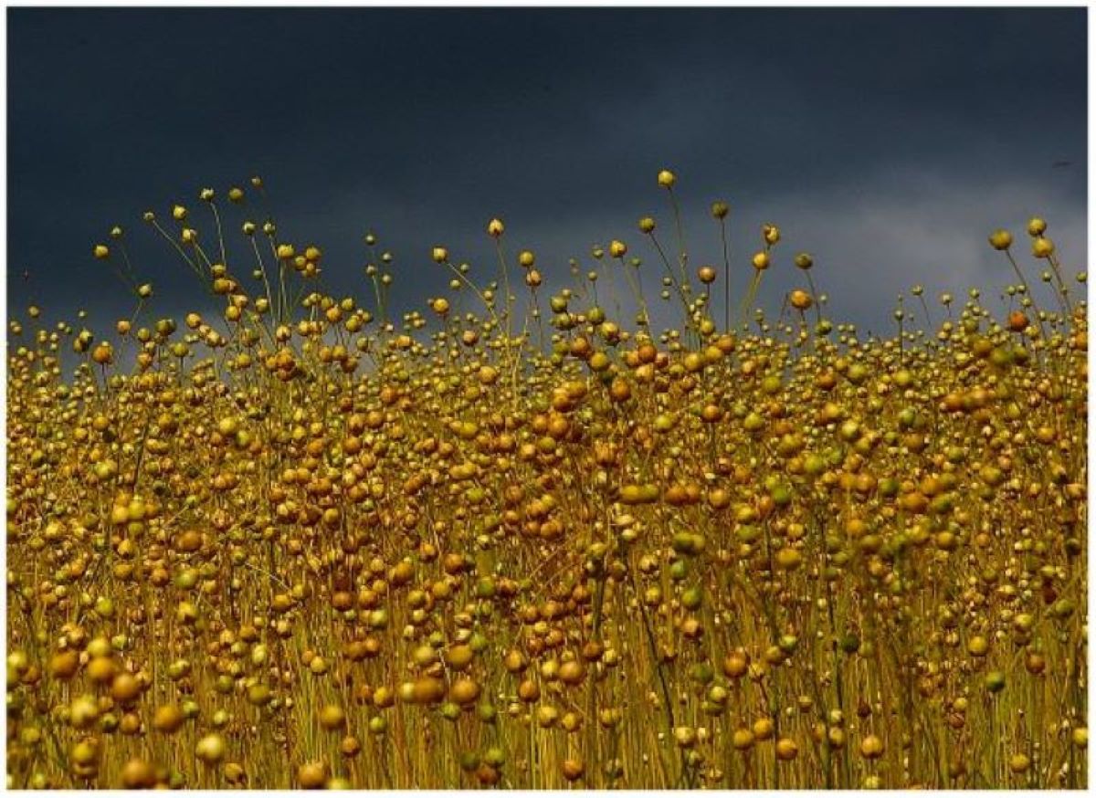 Annexe linum usitatissinum 01.jpg