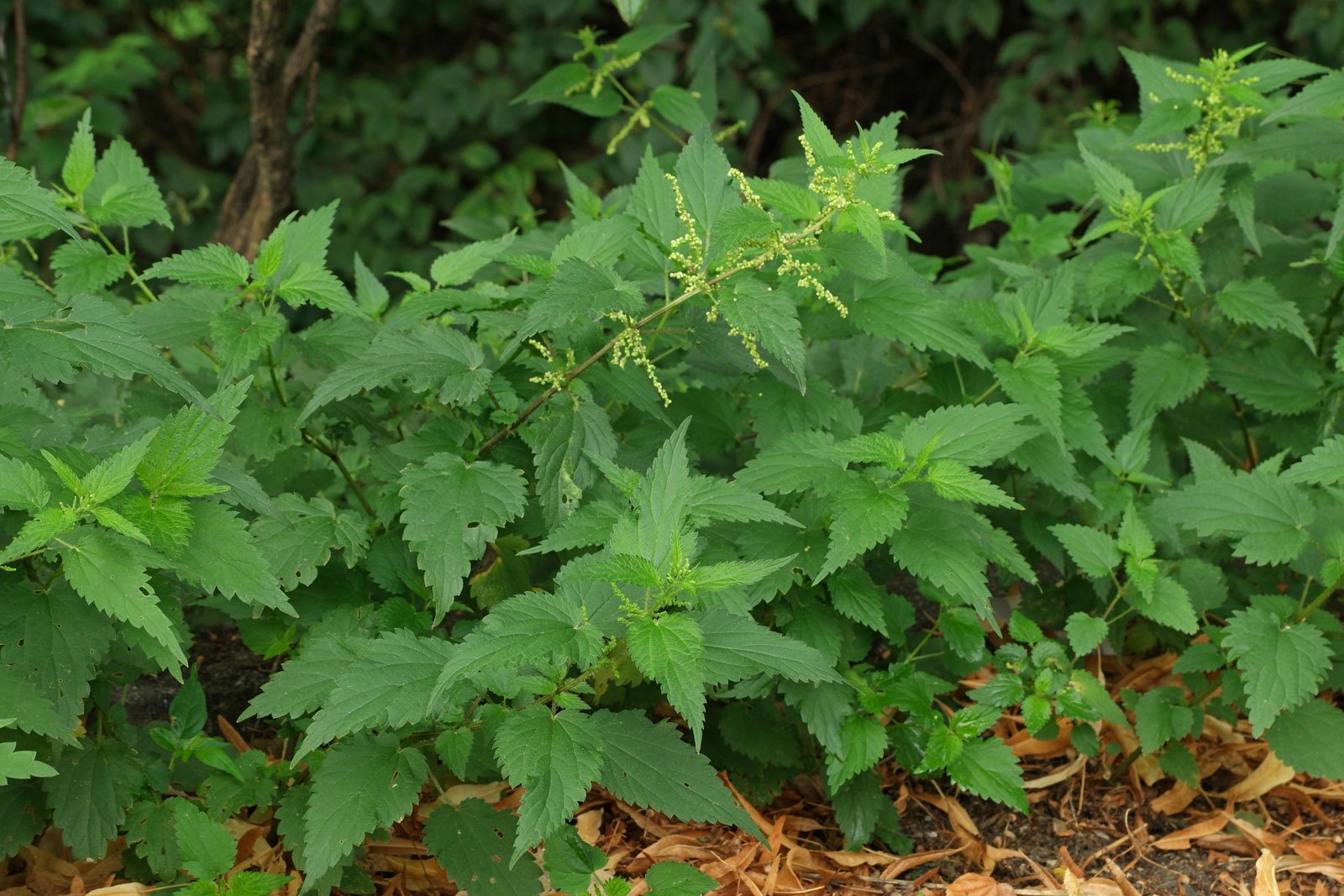 Annexe Urtica_dioica_001.JPG