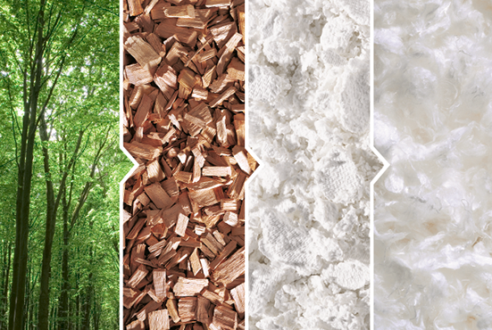 Annexe eucalyptus.png