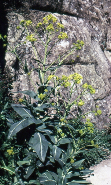 Annexe Pastel_Photo de Liliane Roubaudi.jpg