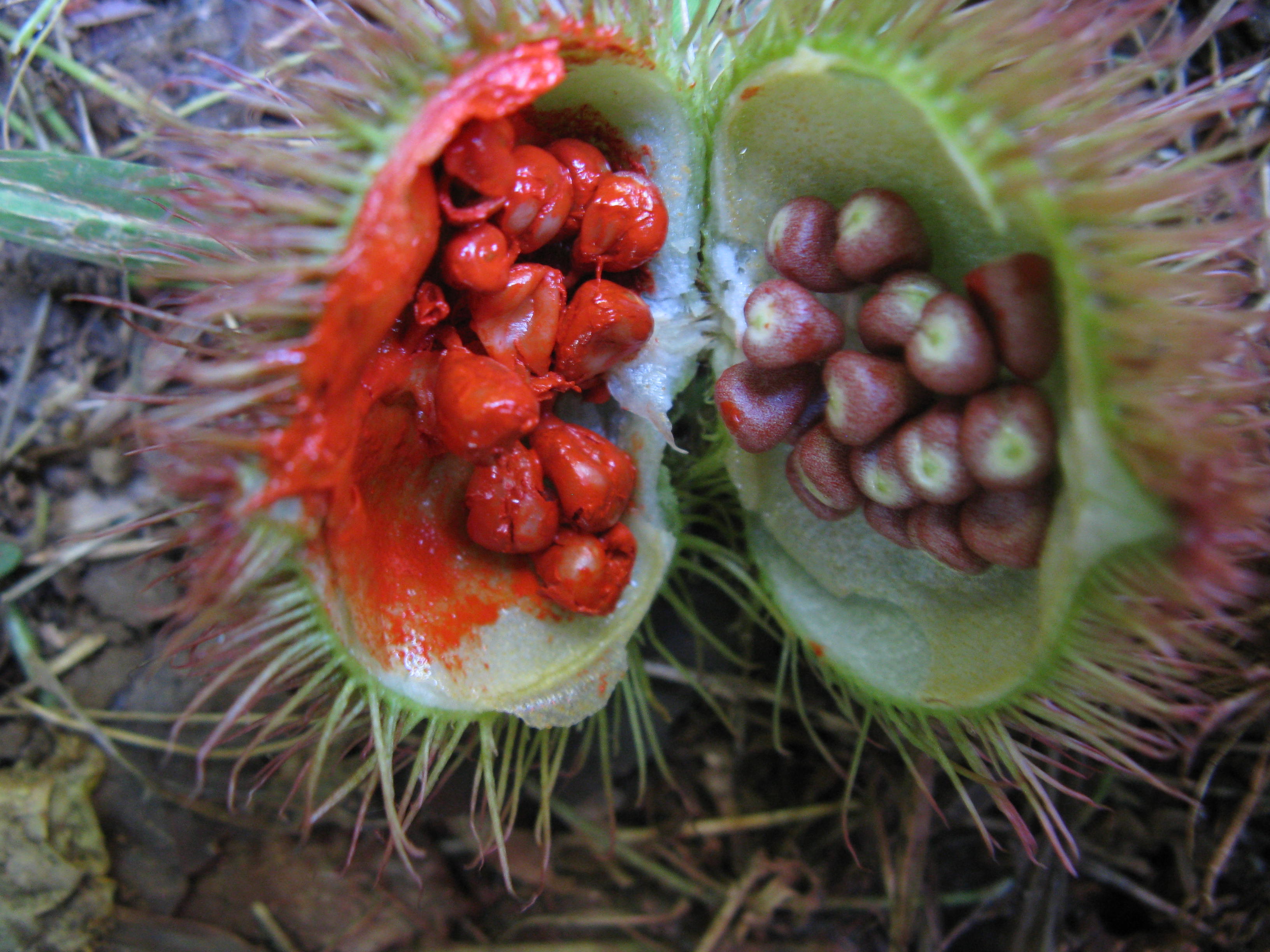 Annexe le roucou.JPG