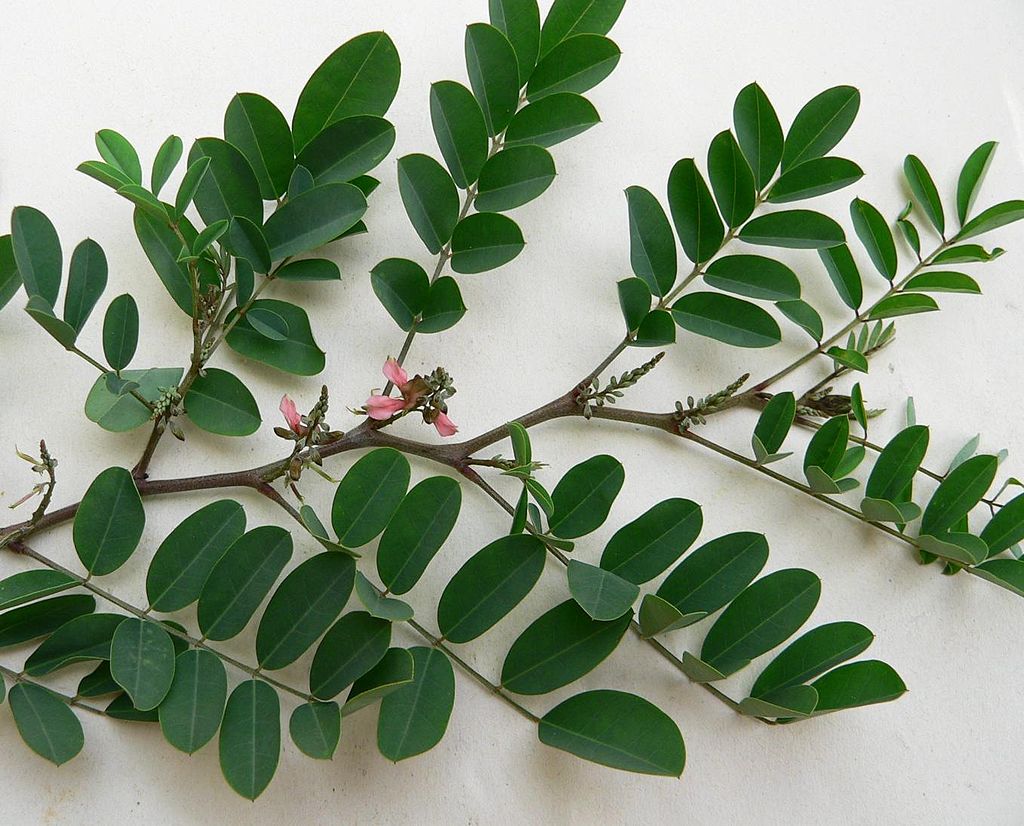 Annexe Indigofera_tinctoria_Guadeloupe.jpg
