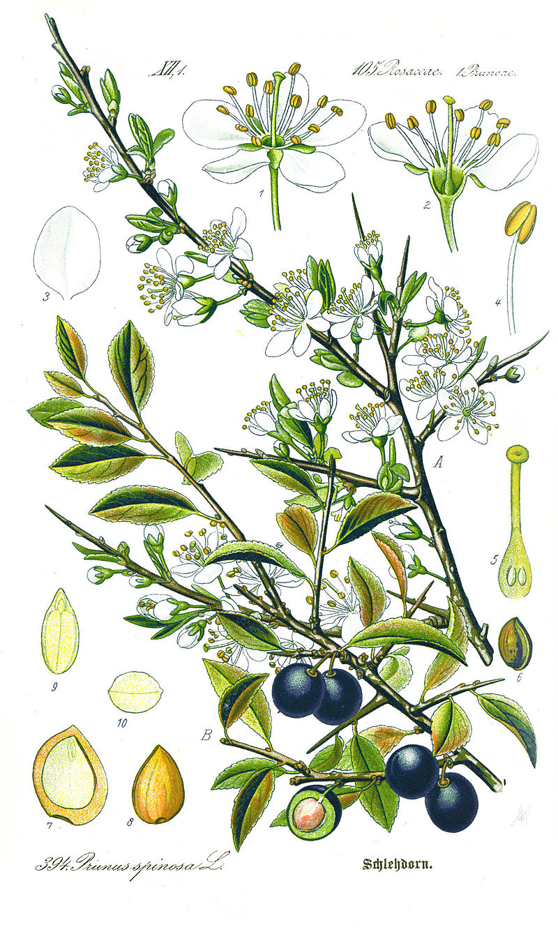 Annexe Prunus_spinosa.jpg