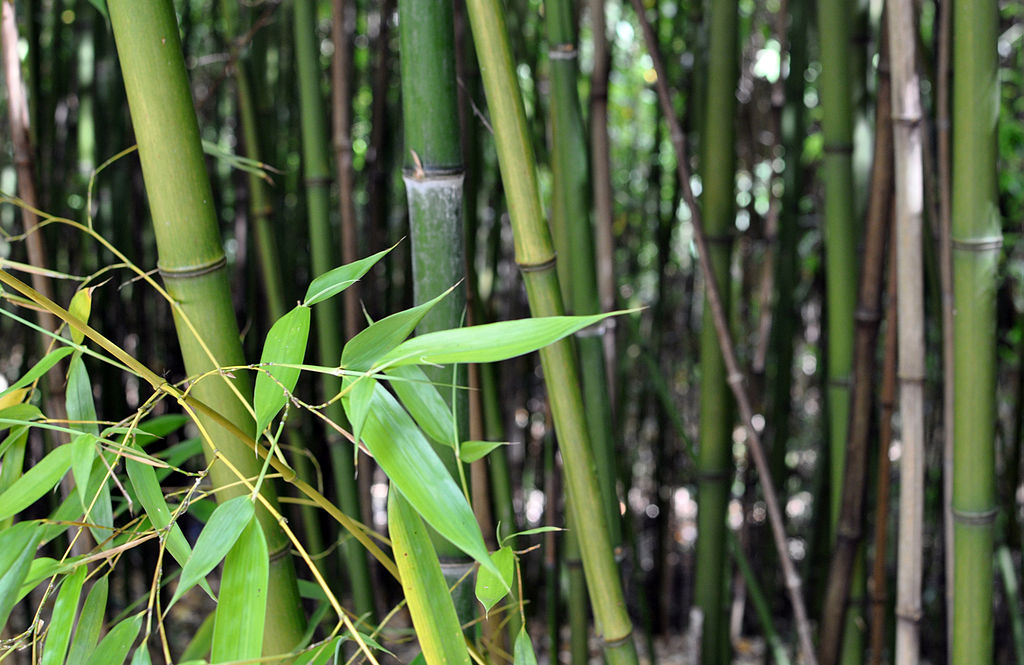 Annexe Phyllostachys_viridiglaucescens.jpg