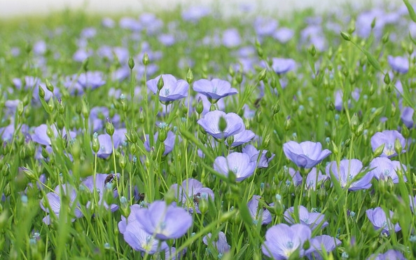 Annexe 2020-05-03 11_05_25-Lin en fleur - Lin cultivé — Wikipédia - Comodo IceDragon.jpg