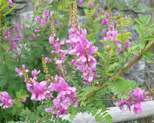 Annexe indigotier-175209.jpg