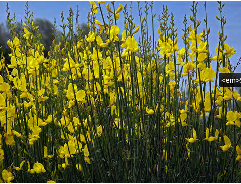 Annexe Capture d’écran de 2020-05-03 17-16-05.png