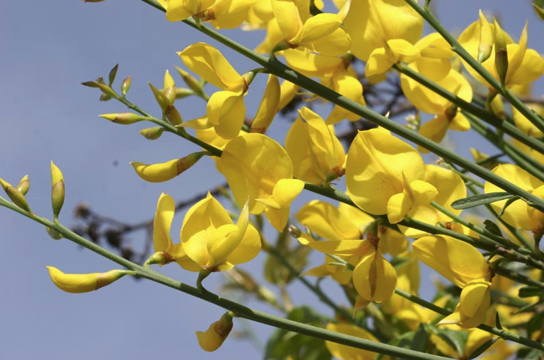 Annexe Capture d’écran de 2020-05-03 17-16-40.png