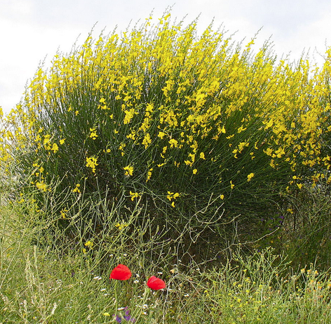 Annexe Capture d’écran de 2020-05-03 17-18-06.png
