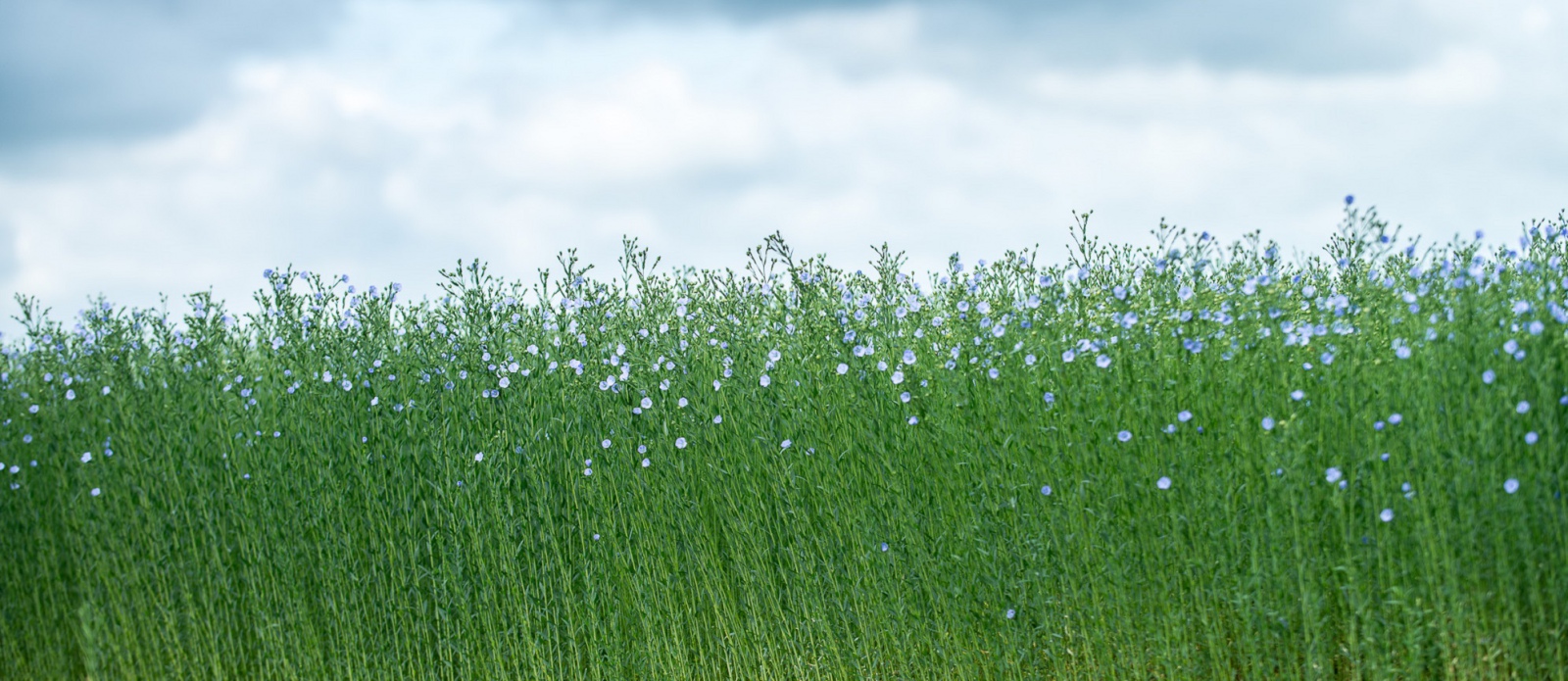 Annexe 1440519470_1365154297_CHAMPS_DE_LIN_EN_FLEUR_S_bastien_Rand__pour_CELC_1990x865_zoom.jpg