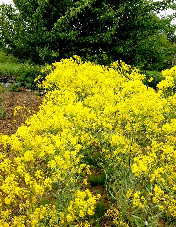 Annexe Pastel Guède.jpg