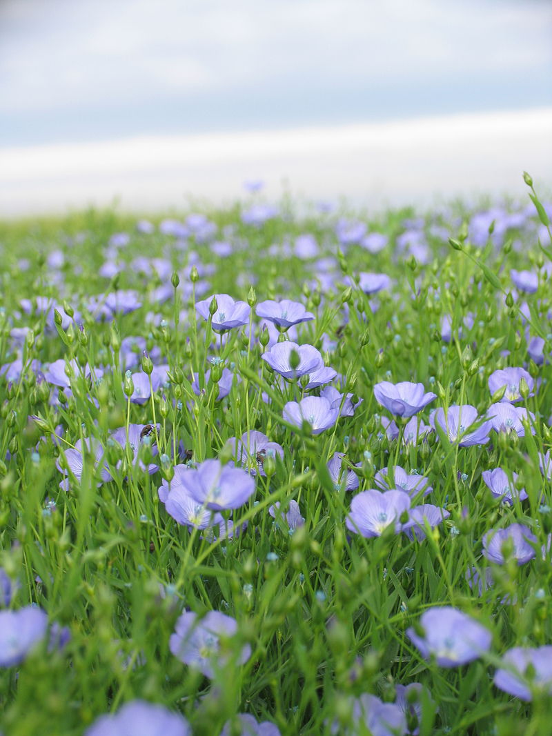 Annexe Lin en fleur.jpg