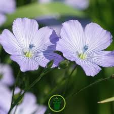 Annexe Fleur de lin.jpg