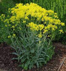 Annexe Isatis tinctoria L..jpg